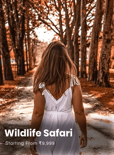 wildlife-safari-the-travel-square